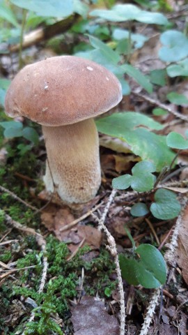 Boletus reticulatus