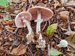 Agaricus sylvicola