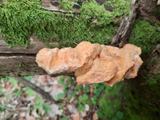 Laetiporus sulphureus