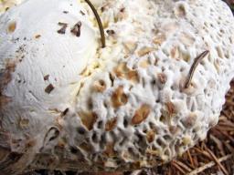 Hypomyces chrysospermus