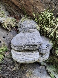 Fomes fomentarius