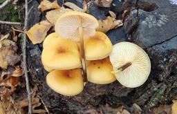 Flammulina fennae
