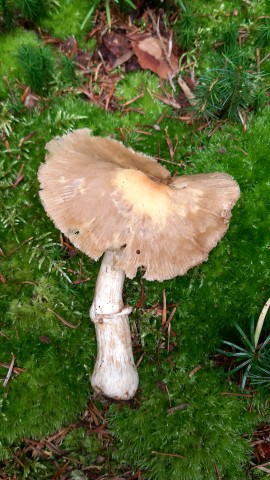 Cortinarius caperatus