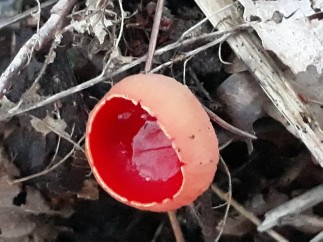 Sarcoscypha coccinea