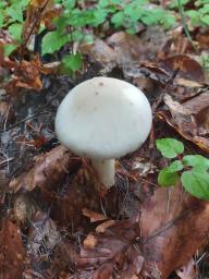 Amanita eliae