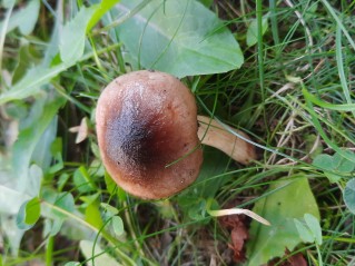 Hygrophorus roseodiscoideus