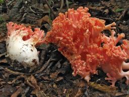 Ramaria subbotrytis