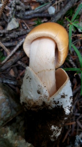 Amanita crocea