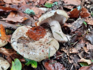 Lactarius blennius