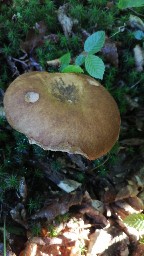 Boletus reticulatus