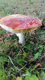 Amanita muscaria