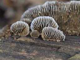 Gloeophyllum abietinum