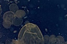 Mycena metata