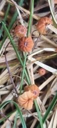 Marasmius curreyi