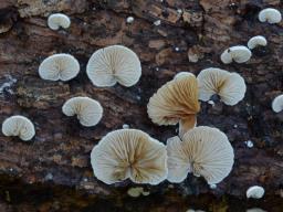 Crepidotus cesatii var. subsphaerosporus