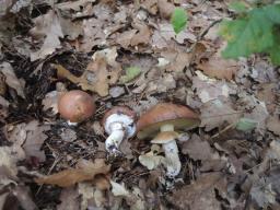 Suillus luteus