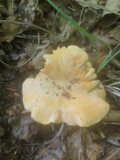 Cantharellus cibarius