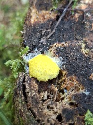 Fuligo septica