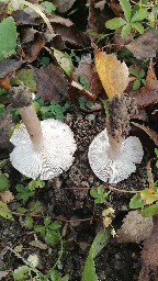 Tricholoma scalpturatum