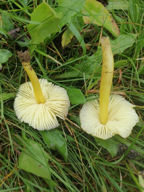 Hygrocybe chlorophana