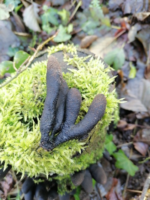 Xylaria polymorpha