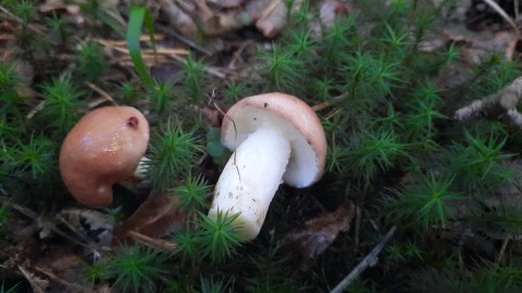 Suillus granulatus