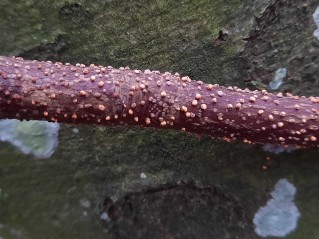 Nectria cinnabarina