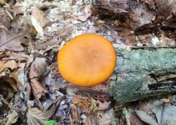 Pluteus variabilicolor