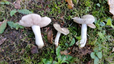 Entoloma rhodopolium