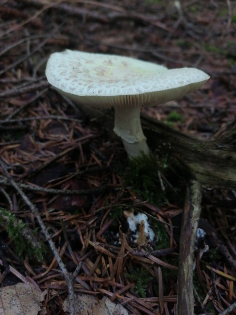 Amanita citrina
