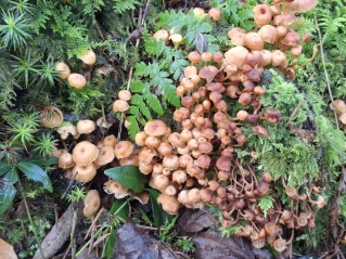 Xeromphalina campanella
