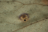 Puccinia poarum