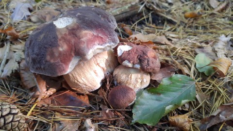 Boletus pinophilus