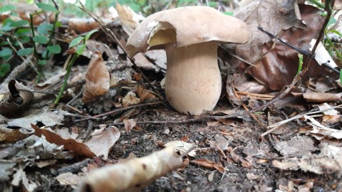 Boletus reticulatus