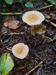 Infundibulicybe gibba