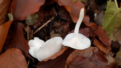 Hygrophorus eburneus