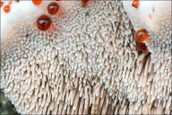 Hydnellum ferrugineum