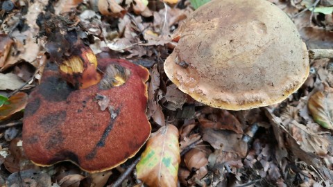 Neoboletus erythropus