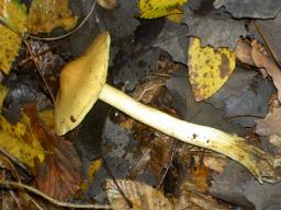 Tricholoma equestre