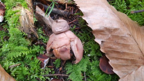 Geastrum rufescens