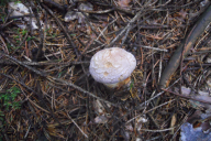 Cortinarius traganus