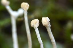 Polycephalomyces ditmarii