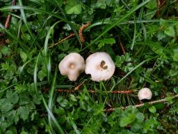 Clitocybe fragrans