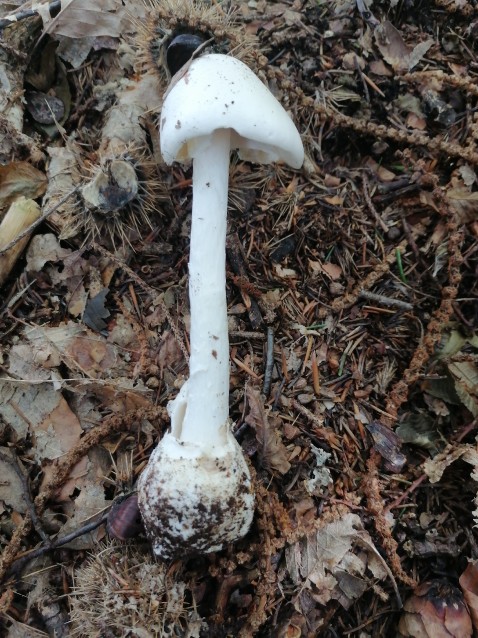 Amanita virosa