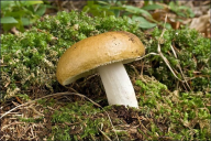 Russula ochroleuca