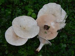 Aspropaxillus giganteus