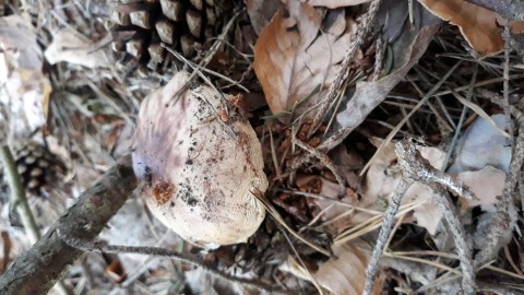 Amanita rubescens