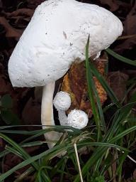 Leucocoprinus cretaceus