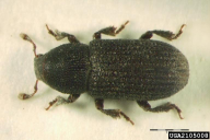 Hylastes cunicularius