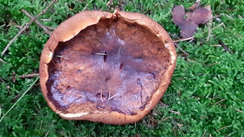 Neoboletus erythropus